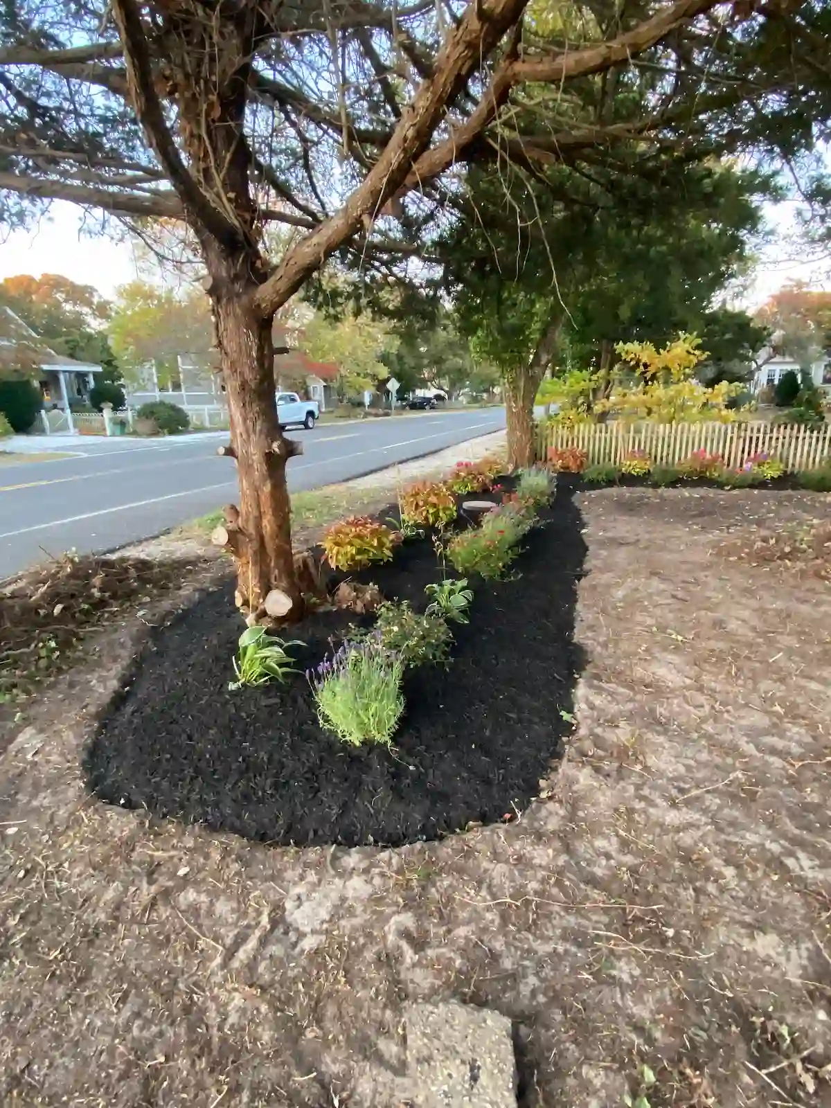 Mulch installed around a large front-yard tree with a clean, defined border for improved curb appeal.